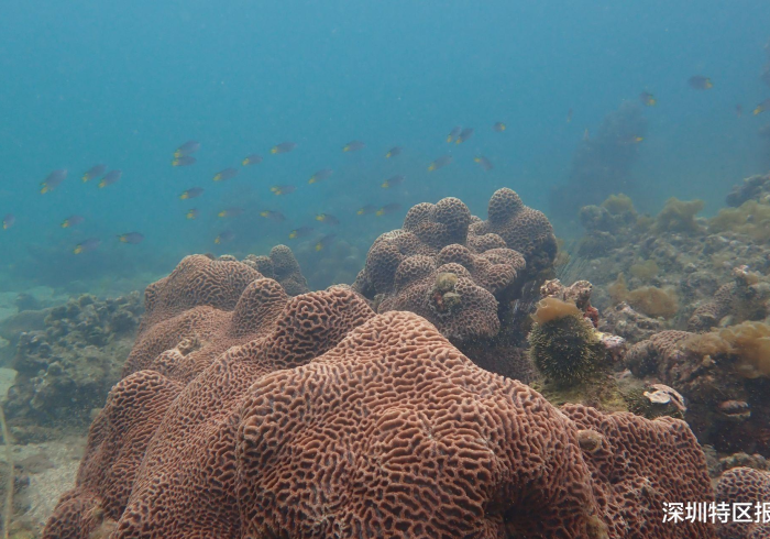 辅 助 神 器 “ 珊 瑚 岛 真 的 确 实 有 挂 ( 确 实 真 的 有 挂 ) - 知 乎