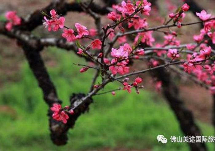 五分钟了解＂桃花庄真的有挂(辅助外挂+教程)