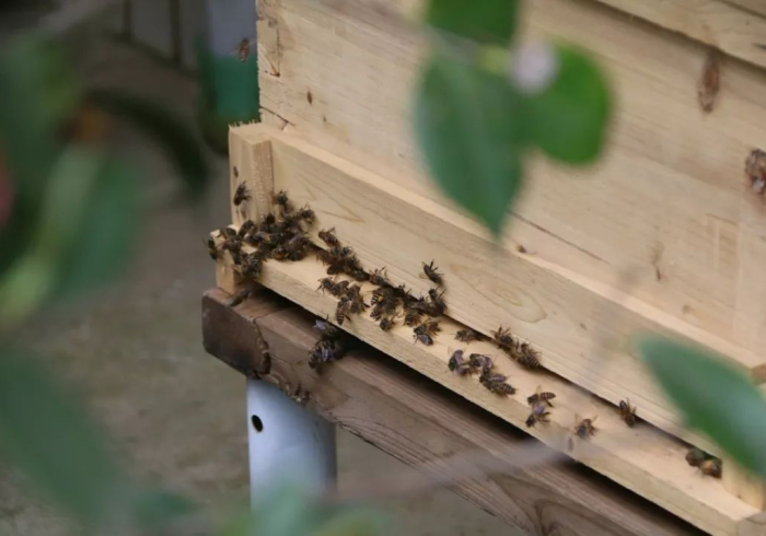 两 分 钟 了 解 蜜 蜂 大 厅 怎 么 看 出 有 挂 ＂ ! 专 业 师 傅 带 你 一 起 了 解