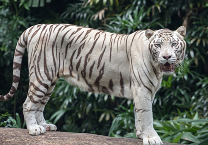 【玩家新攻略】“建湖好运麻将有没有什么秘诀”作弊挂(辅助外挂+教程) 【玩家新攻略】“建湖好运麻将有没有什么秘诀”作弊挂(辅助外挂+教程)