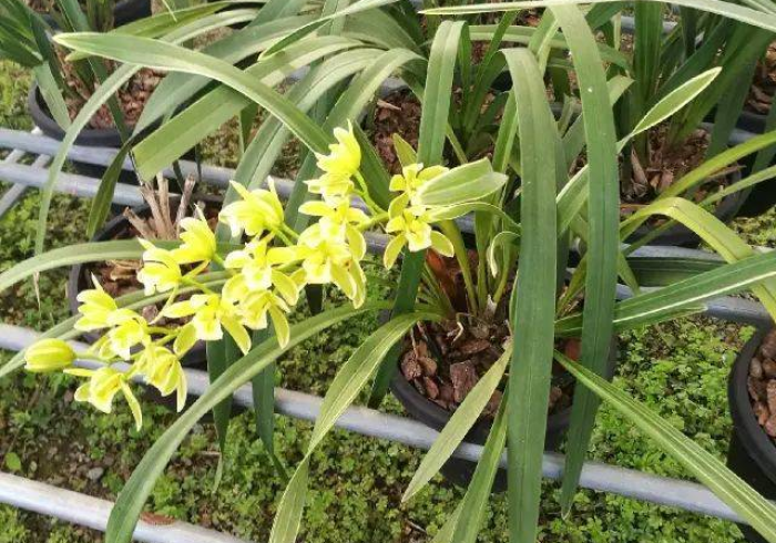 一分钟实测分享“新皇豪牛牛金花房卡如何购买”轻松获取房卡全渠道 一分钟实测分享“新皇豪牛牛金花房卡如何购买”轻松获取房卡全渠道