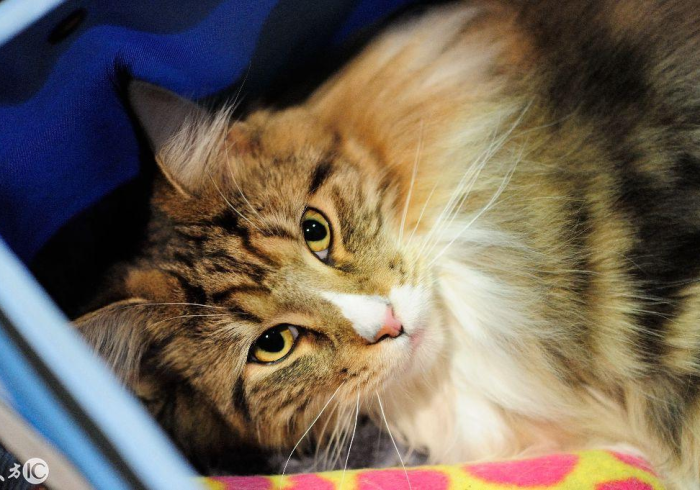 一分钟了解“微信炸 金花房卡链接有挂吗”房卡使用教程 一分钟了解“微信炸 金花房卡链接有挂吗”房卡使用教程