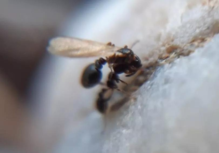 开挂辅助工具“昭君出塞有什么猫腻吗”分享必要外挂教程