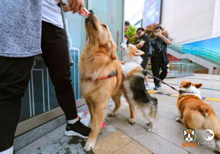 [ 解 答 ] “ 哈 狗 游 戏 怎 么 免 费 用 挂 ＂ ! 专 业 师 傅 带 你 一 起 了 解