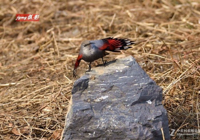 推荐一款”雀星真的确实有挂”(曝光透视必备猫腻)