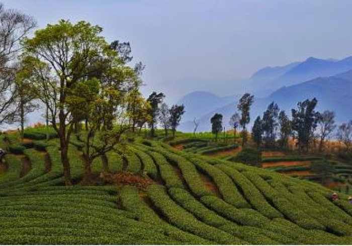 【 总 结 文 章 “ 温 州 麻 将 可 以 开 挂 吗 ？ ” 详 细 开 挂 玩 法