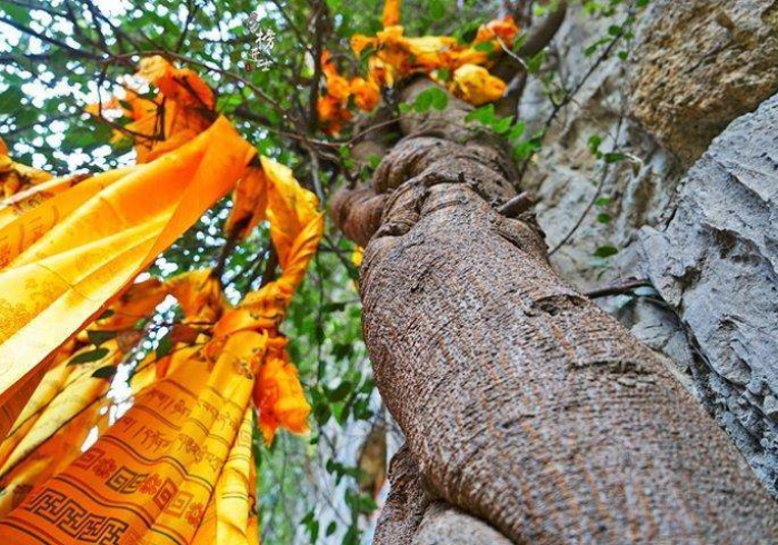 给大家讲解“有没有微信炸 金花房卡”购买房卡介绍