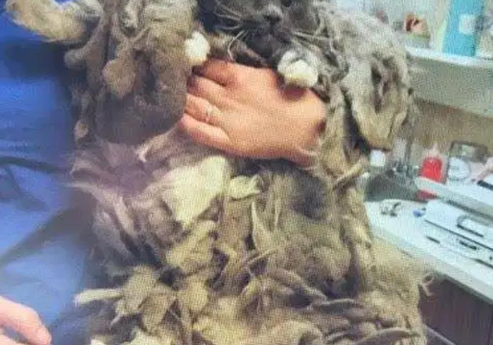 必 备 教 程 “ 牛 元 帅 开 挂 神 器 下 载 安 装 ” ( 透 视 曝 光 猫 腻 )