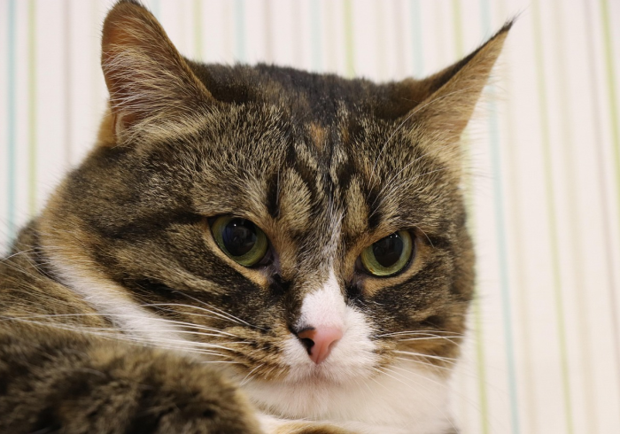 房卡秒懂“斗牛房卡牛牛房卡”房卡使用教程