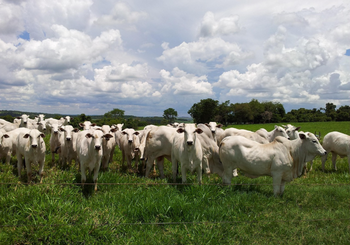 秒懂教程“微信牛牛群斗牛群”房卡获取方式