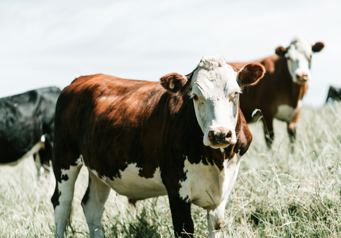 房卡必备教程“微信牛牛群斗牛群”购买房卡介绍 房卡必备教程“微信牛牛群斗牛群”购买房卡介绍