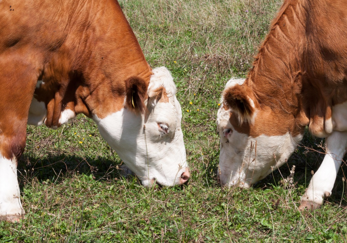 一分钟实测分享“微信群炸 金花如何创建房间”购买房卡介绍 一分钟实测分享“微信群炸 金花如何创建房间”购买房卡介绍