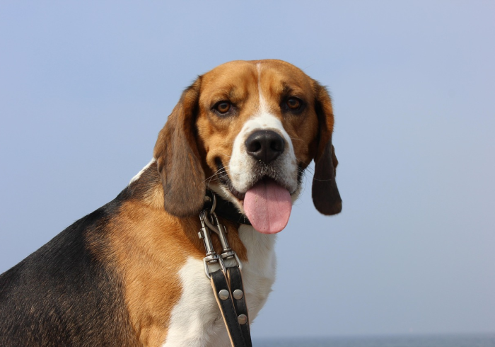 秒懂教程“新蓝鲸大厅牛牛金花房卡”购买房卡介绍