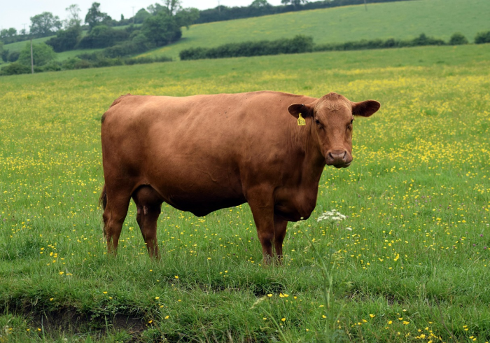 玩家测评“新道游金花在哪买房卡”房卡使用教程