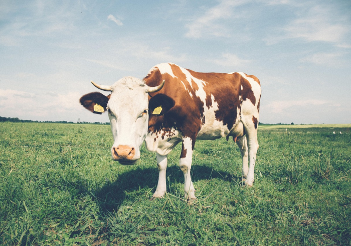 房卡秒懂“微信牛牛群斗牛群”房卡获取方式