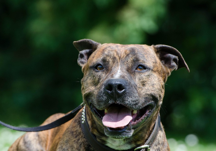 给大家讲解“微信房卡斗牛牛有挂吗”购买房卡介绍