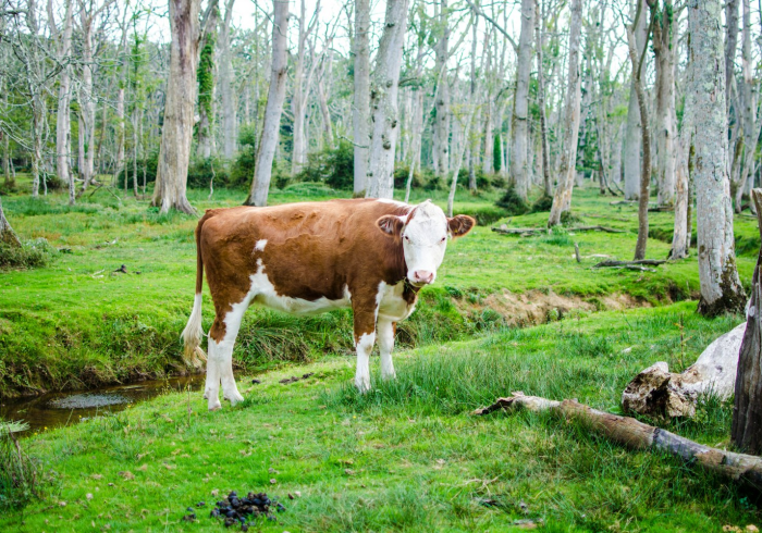 房卡必备教程“微信牛牛群斗牛群”详细房卡怎么购买教程