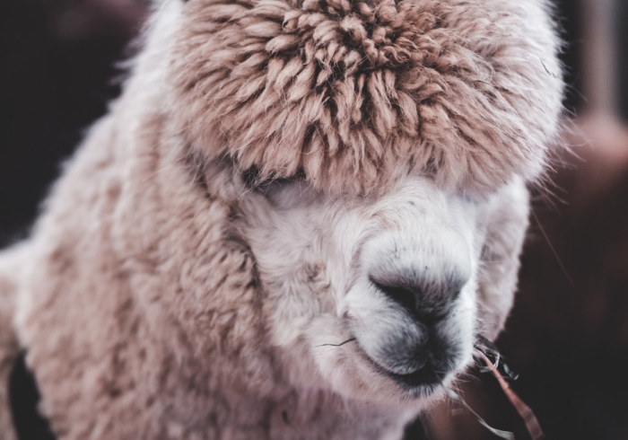 房卡秒懂“微信拼十房卡怎么买”购买房卡介绍 房卡秒懂“微信拼十房卡怎么买”购买房卡介绍