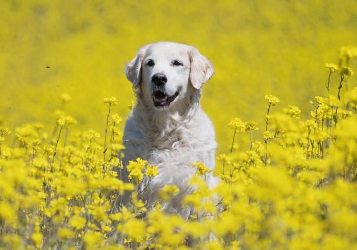 一分钟了解“斗牛房卡牛牛房卡”详细房卡教程