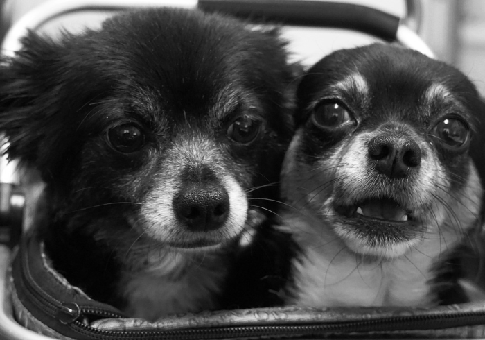 给大家讲解“新琉璃大厅牛牛金花房卡”房卡使用教程