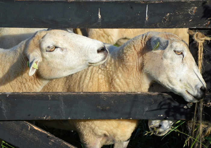 一分钟了解“微信牛牛群斗牛群”轻松获取房卡全渠道