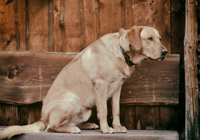 一分钟介绍使用“正规斗牛房卡怎么买”房卡链接获取