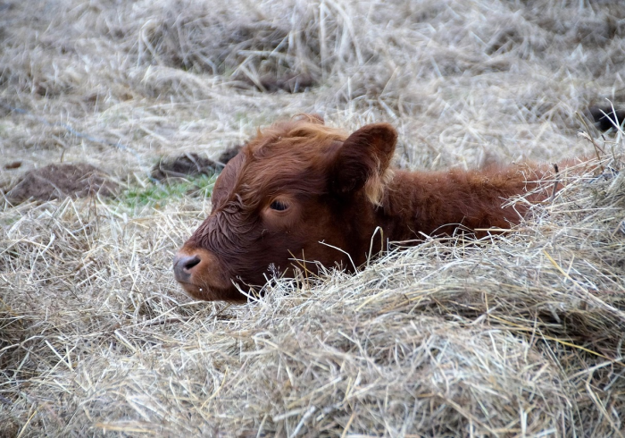 秒懂百科“牛魔王如何购买牛牛房卡”购买房卡介绍