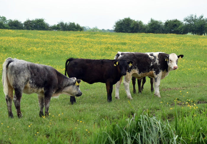 全攻略普及“微信牛牛群房卡怎么弄”详细房卡使用教程