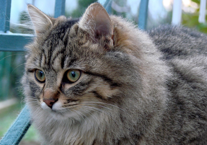 秒懂百科“正规斗牛房卡怎么买”房卡怎么购买 秒懂百科“正规斗牛房卡怎么买”房卡怎么购买